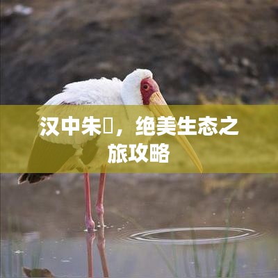 汉中朱鹮，绝美生态之旅攻略