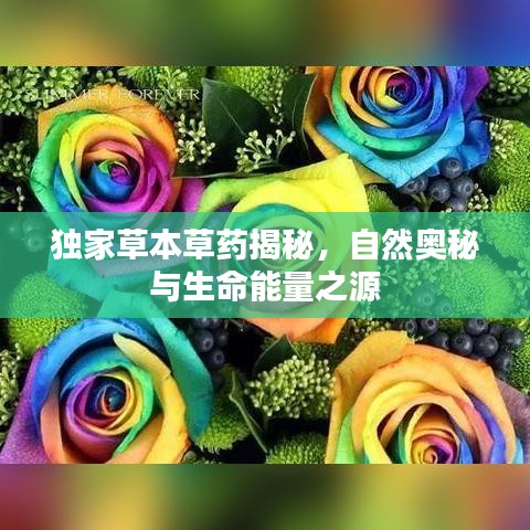 独家草本草药揭秘，自然奥秘与生命能量之源