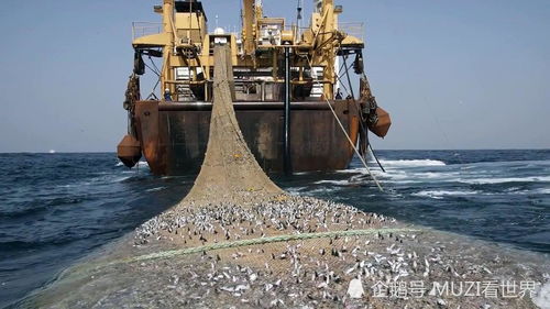 捕鱼王官方下载,高效说明解析&领航款_v8.131