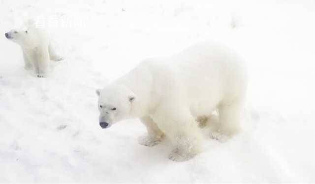 tt语音下载官方下载旧跟我的世界有北极熊版本,可靠解析评估_Tablet_v10.220