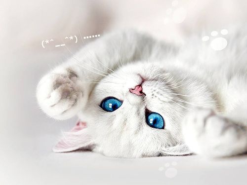 猫咪下载最新官方下载跟腾龙战记单机版选择指南,入门篇与专业篇