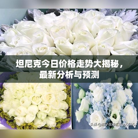 坦尼克今日价格走势大揭秘，最新分析与预测